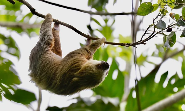 Geführte Tour in der tropischen Natur bei Puerto Limón